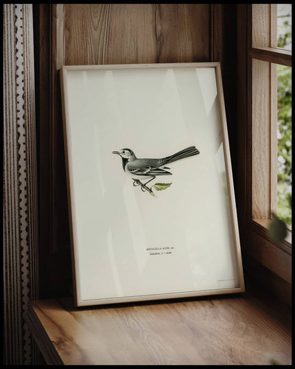 Motacilla Alba Poster