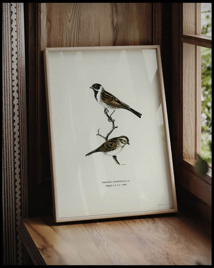 Emberiza Schoeniclus Poster