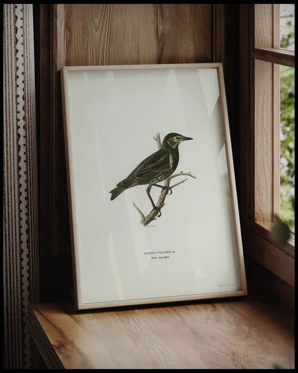 Sturnus Vulgaris Poster