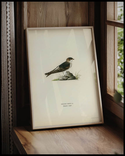 Hirundo Urbica Poster