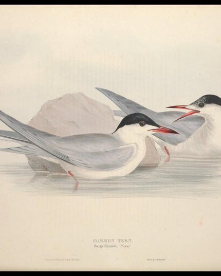 Sterna Hirundo Poster