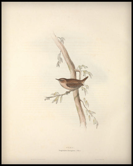 Troglodytes Europaeus Poster