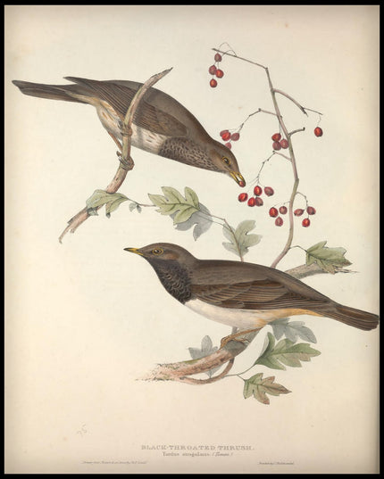 Turdus Atrogularis Poster